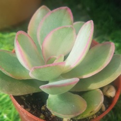 Crassula swaziensis variegata  5.5