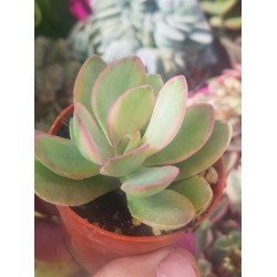 Crassula swaziensis variegata  5.5