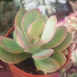 Crassula swaziensis variegata  5.5