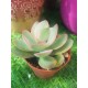 Crassula swaziensis variegata  5.5