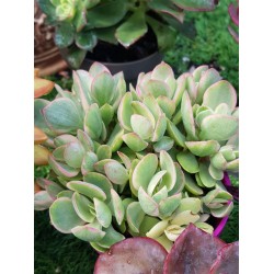 Crassula "swaziensis variegata" (special edition ) 10