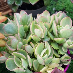 Crassula "swaziensis variegata" (special edition ) 10