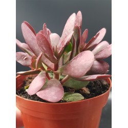 Crassula platyphylla 'Burgundy' 8.5