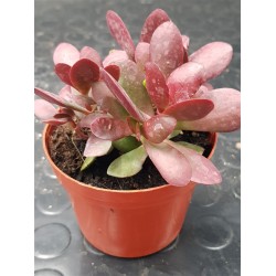 Crassula platyphylla 'Burgundy' 5.5