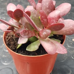 Crassula platyphylla 'Burgundy' 5.5
