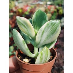 Crassula ovata variegata " white " - " lemon & lime " 5,5 