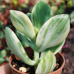 Crassula ovata variegata " white " - " lemon & lime " 5,5 