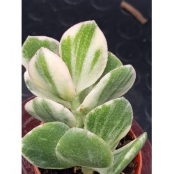 Crassula ovata variegata " white " - " lemon & lime " 5,5 