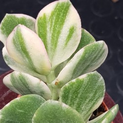 Crassula ovata variegata " white " - " lemon & lime " 5,5 