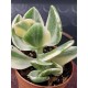 Crassula ovata variegata " white " - " lemon & lime " 5,5 