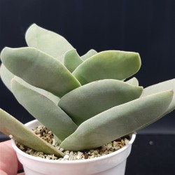Crassula falcata ΓΛ. 8,5