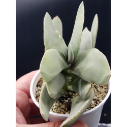 Crassula falcata ΓΛ. 8,5