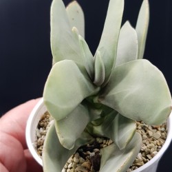 Crassula falcata ΓΛ. 8,5