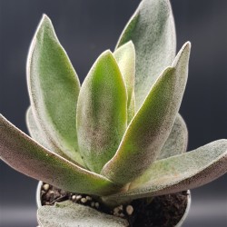Crassula garnet lotus ΓΛ.8,5