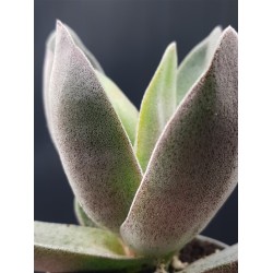 Crassula garnet lotus ΓΛ.8,5