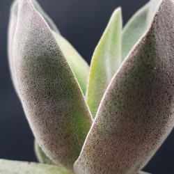 Crassula garnet lotus ΓΛ.8,5