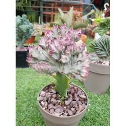 Euphorbia "lactea cristata εμβολιασμένο " (coral cactus )12 