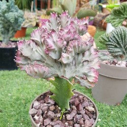 Euphorbia "lactea cristata εμβολιασμένο " (coral cactus )12 