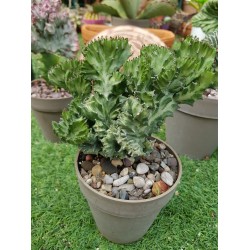 Euphorbia lactea cristata f. variegata ( μοναδικό φυτό -unique )  12