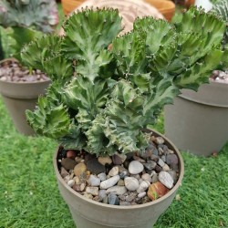 Euphorbia lactea cristata f. variegata ( μοναδικό φυτό -unique )  12