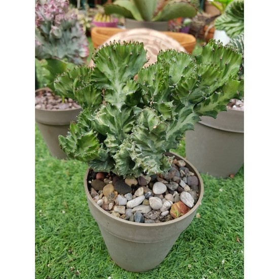 Euphorbia lactea cristata f. variegata ( μοναδικό φυτό -unique )  12