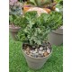 Euphorbia lactea cristata f. variegata ( μοναδικό φυτό -unique )  12