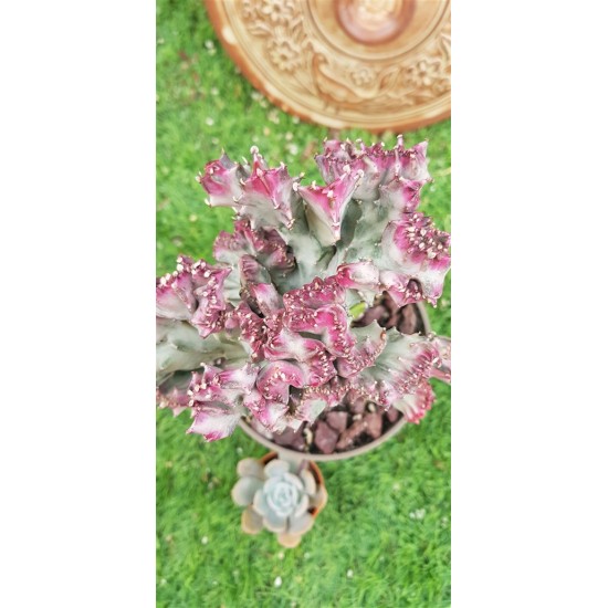 Euphorbia "lactea cristata εμβολιασμένο " (coral cactus )12 