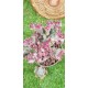 Euphorbia "lactea cristata εμβολιασμένο " (coral cactus )12 