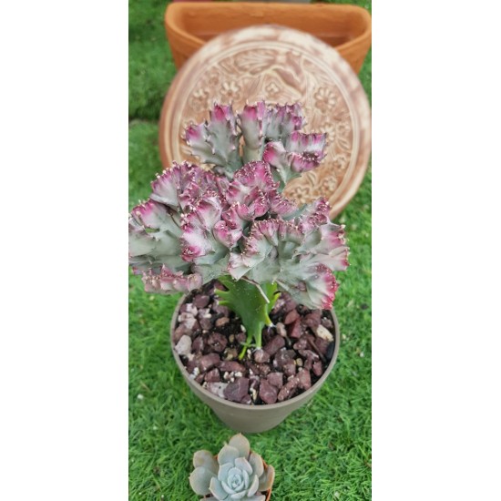 Euphorbia "lactea cristata εμβολιασμένο " (coral cactus )12 