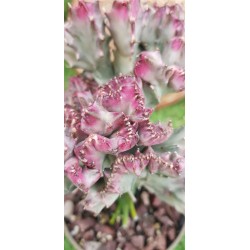 Euphorbia "lactea cristata εμβολιασμένο " (coral cactus )12 