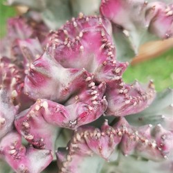 Euphorbia "lactea cristata εμβολιασμένο " (coral cactus )12 