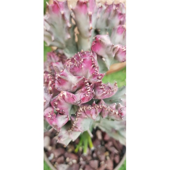 Euphorbia "lactea cristata εμβολιασμένο " (coral cactus )12 