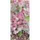 Euphorbia "lactea cristata εμβολιασμένο " (coral cactus )12 