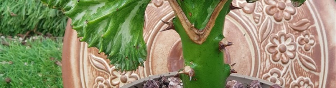 CRISTATA CACTUS & SUCCULENTS