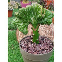 Euphorbia " lactea cristata f. variegata" εμβολιασμένο 18