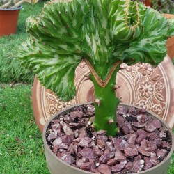 Euphorbia " lactea cristata f. variegata" εμβολιασμένο 18