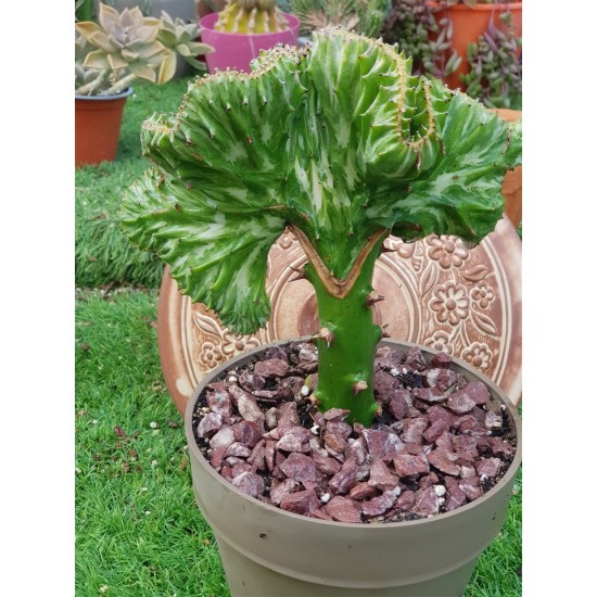 Euphorbia " lactea cristata f. variegata" εμβολιασμένο 18