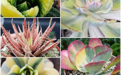 ΠΑΧΥΦΥΤΑ : ΦΥΤΑ '' VARIEGATA '' ΓΙΑ ΠΟΙΟ ΛΟΓΟ ΤΟΣΟ ΑΚΡΙΒΆ?