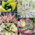 ΠΑΧΥΦΥΤΑ : ΦΥΤΑ '' VARIEGATA '' ΓΙΑ ΠΟΙΟ ΛΟΓΟ ΤΟΣΟ ΑΚΡΙΒΆ? ΠΑΧΥΦΥΤΑ : ΦΥΤΑ '' VARIEGATA '' ΓΙΑ ΠΟΙΟ ΛΟΓΟ ΤΟΣΟ ΑΚΡΙΒΆ?