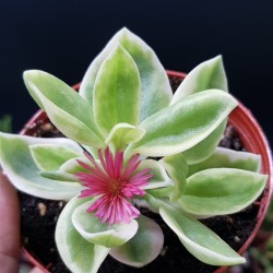 Aptenia variagata γλ. 8,5