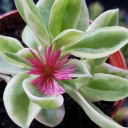 Aptenia variagata γλ. 8,5