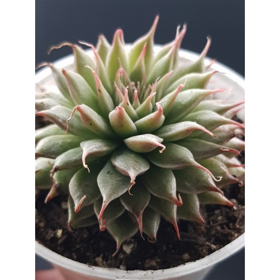 Graptopetalum filiferum ΓΛ. 12