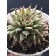 Graptopetalum filiferum ΓΛ. 12
