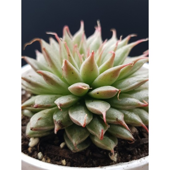 Graptopetalum filiferum ΓΛ. 12