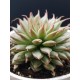 Graptopetalum filiferum ΓΛ. 12