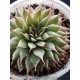 Graptopetalum filiferum ΓΛ. 12