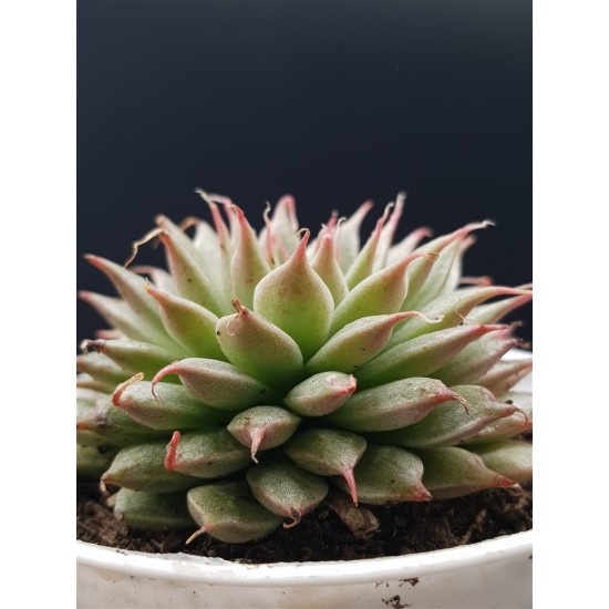 Graptopetalum filiferum ΓΛ. 12