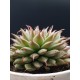 Graptopetalum filiferum ΓΛ. 12
