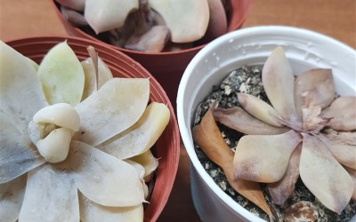 ΠΑΧΥΦΥΤΑ : ΠΡΟΒΛΗΜΑΤΑ ΣΕ ΠΑΧΥΦΥΤΑ ΛΟΓΩ ΚΑΥΣΩΝΑ