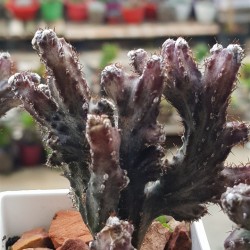 Monvillea spegazzinii f. cristata monstruosa 